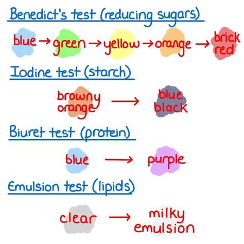 Ocr Biology A Level, How To Revise Biology A Level, Biology Flashcards Gcse, Btec Applied Science Level 3, Biology Equations, Food Tests Biology, Gcse Biology Paper 1 Revision, Aqa A Level Biology, Biology Revision Gcse