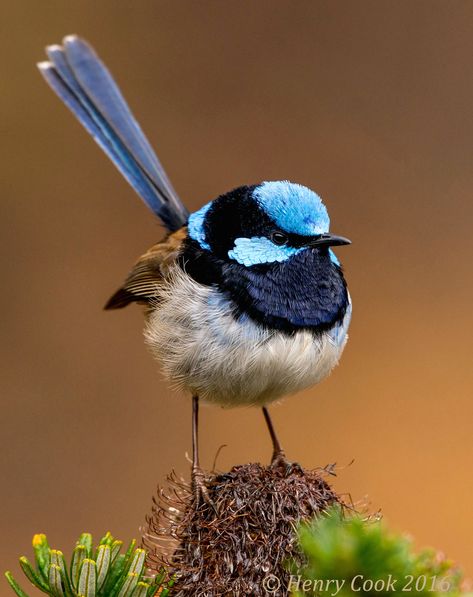 Blue Fairy Wren, Splendid Fairy Wren, Fairy Wrens, Blue Wren, Australian Fauna, Fairy Wren, Birds Photography, Outdoors Quotes, Cute Bird