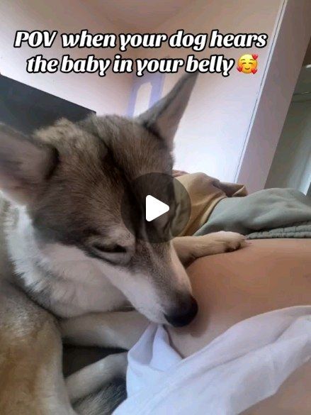 I’m not sure he can hear the baby, but he absolutly know that there is something inside 🥰 #husky #pregnant #huskywithbaby #pregnantl... | Instagram Husky Videos, Cute Husky Puppies, Baby Huskies, Unique Dog Breeds, Dogs And Babies, Husky Puppies, Wild Baby, Husky Lover, Dream Dog