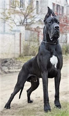 17 Cutest Black Great Dane Pictures Ever – Page 3 – The Paws Black Great Dane, Black Great Danes, Dane Puppies, Big Dog Breeds, Scary Dogs, Huge Dogs, Great Dane Puppy, Dane Dog, Giant Dogs