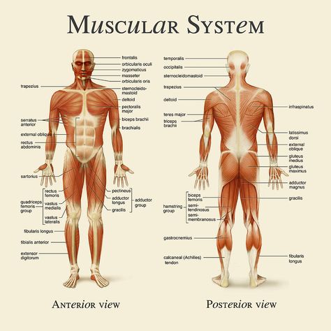 Major Muscles Anatomy, Muscular Skeletal System, Muscoskeletal System, Muscular System Drawing, Muscular System Project, Massage Anatomy, Muscular System Labeled, Skeletal Muscle Anatomy, Pole Doubles