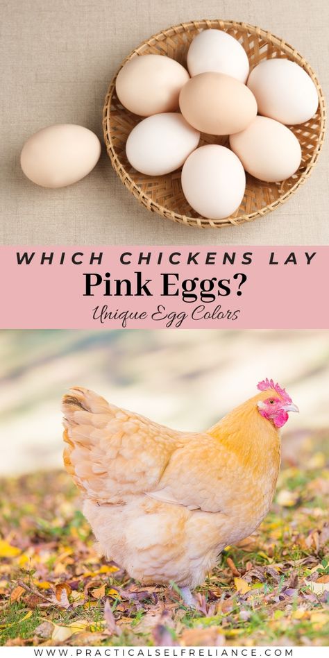 Pink Eggs Chickens, Pink Egg Laying Chickens, Lavender Orpington Chickens Eggs, Rainbow Chicken Eggs, Speckled Sussex Chicken Egg Color, Buff Orpington Chickens Eggs, Wyandotte Chicken Eggs, Lavender Orpington Chickens, Chickens Backyard Breeds