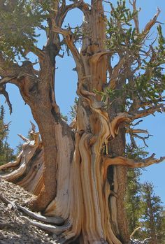 This bristlecone is down to two strips of bark, one on each side of the tree. Edmund Schulman called them "life lines". Weird Trees, Bristlecone Pine, Twisted Tree, Magical Tree, Fall Trees, Prim Christmas, Giant Tree, Trees Forest, Trees Nature