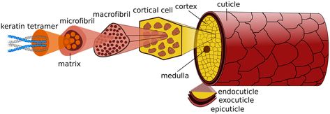 Hair Anatomy, Hair Definition, Cell Diagram, Hair Science, Hair Cosmetics, Hair Keratin, Hair School, Hair Porosity, Hair Techniques