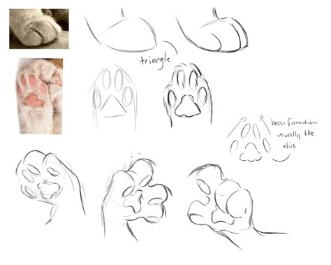 Cats n trash — I am so sorry to bother and youve most likely been... Cat Body Drawing Reference, How To Draw Cat Bodies, How To Draw Warriors Cats, Cat Paws Drawing Reference, Cat Paws Sketch, Cat Pawing At Something, Cat Paws Reference, How To Draw A Cat Paw, Anthro Paws Reference