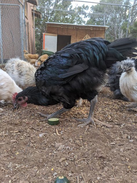 The Jersey Giant is an American breed domestic chicken and it is the biggest chicken breed in the world. It was created in the 19th century with the intent of replacing turkeys. Thank you to @azchickentenders on Instagram for this awesome image. Big Chicken Breeds, Jersey Giant, Biggest Chicken, Backyard Chickens, Chicken Breeds, Chickens Backyard, 19th Century, Thank You, Chicken