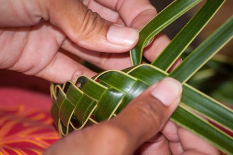 Close-up of hands weaving lauhala, a traditional Hawaiian craft Lauhala Weaving Tutorial, Weaving Leaves, Campground Crafts, Lauhala Weaving, Ori Tahiti, Hawaiian Crafts, Yw Activities, Coconut Leaves, Straw Weaving