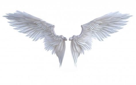 Angel Wings Images, Tattoo Crane, Angelic Wings, Wings Sketch, Ali D'angelo, Angel Wings Illustration, Wings Png, Background Fashion, Angel Wings Art