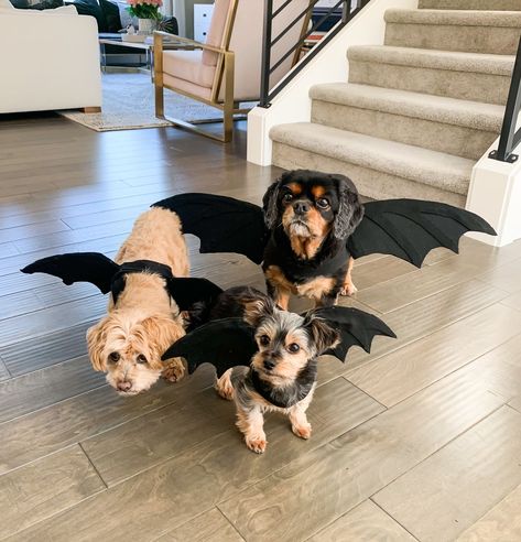 No sew DIY dragon dog costume, Game of Thrones dragon Halloween costume Halloween Costumes With Dogs Couple, Home Made Dog Costume, Sewing Dog Costumes, Dogs Costumes Halloween, Dogs Halloween Costumes Diy, Dog Diy Costumes Halloween, Puppy Halloween Costume Pets, Dog Bat Costume Diy, Puppy Costumes Halloween