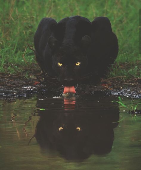 Savage Reflection Savage Animals, Savage Beauty, Pretty Animals, Majestic Animals, Small Cat, Ethereal Art, Beautiful Cats, Black Panther, Meme Pictures