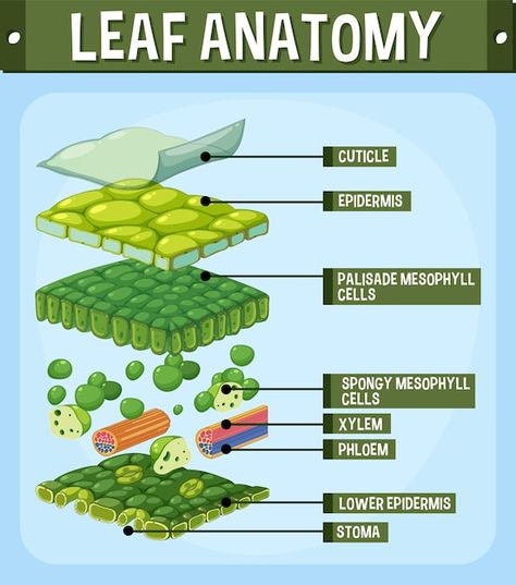 Leaf Structure Biology, Plant Physiology Aesthetic, Biology Plants Notes, Internal Structure Of A Leaf, Leaf Diagram, Structure Of A Leaf, Leaf Anatomy, Botany Notes, Photosynthesis Projects