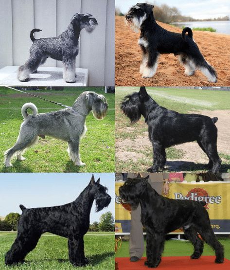 Schnauzer Cut, Dog Infographic, Schnauzer Breed, Schnauzer Grooming, Standard Schnauzer, Giant Schnauzer, Dog Cuts, Schnauzer Puppy, Schnauzer Dogs