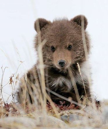 Wake Up, Baby Bear!  It's Spring Time! Bear Personality, Baby Bears, Brother Bear, Bear Cubs, Appaloosa, Quarter Horse, Wild Things, Cute Creatures, Sweet Animals