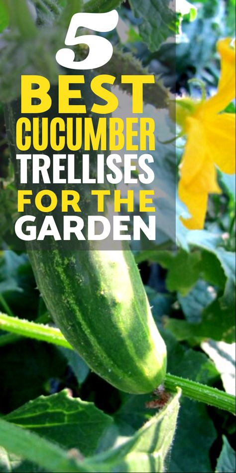 Cucumbers Garden Trellis Ideas, Cucumber Garden Trellis Diy, Ideas For Vegetable Garden, Garden Trellis Ideas Diy Cucumber, Cucumber Vertical Garden, Cucumber Growing In Pots, Cucumber Pot Trellis, Cucumber Vines Trellis, Raised Garden Trellis Ideas