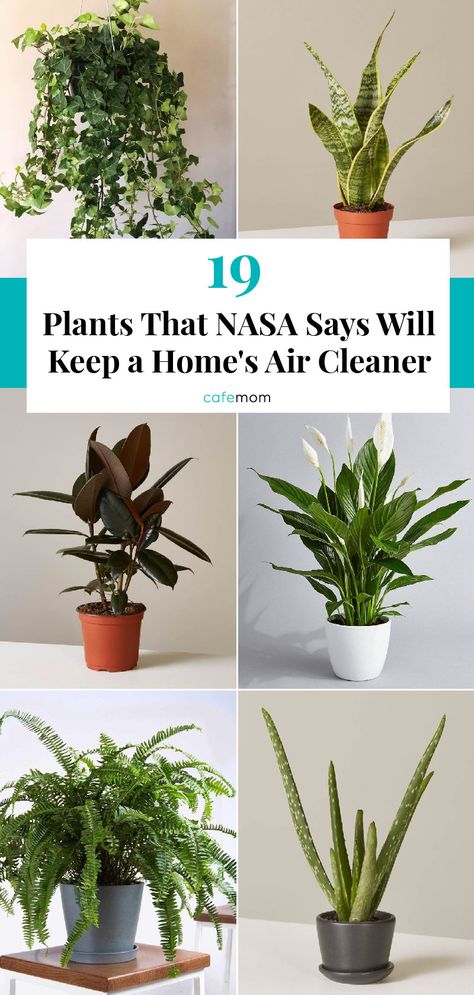 Planet Decor, Air Cleaning Plants, Air Purifying House Plants, Tanaman Indoor, Household Plants, Inside Plants, Pothos Plant, Aloe Plant, Fast Growing Trees