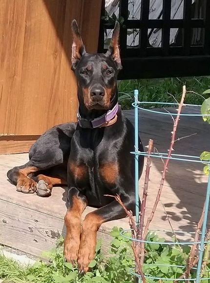 72 Cute Female Dog Names For Doberman Pinschers Doberman Pinscher Female, Doberman Names, Puppy Girl Names, Female Doberman, Doberman Pictures, Tough Dog Names, Dr Pets, Black Dog Names, Funny Dog Names