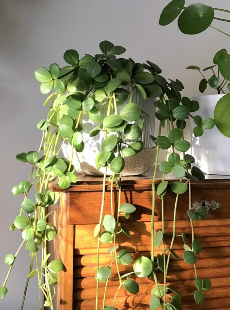 Getting my Peperomia hope to trail – HOUSE PLANT HOUSE Piles Peperomioides, Peperomia Hope Plant, Peperomia Hope, Plants Wishlist, Wishlist Plants, Creepers Plants, Indoor Tropical Plants, Indoor Plants Styling, Peperomia Plant