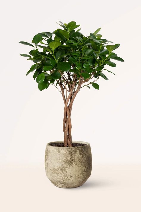 9 plantas de interior que casi nadie tiene en cuenta y que se darán muy bien en tu cocina: son elegantes, decorativas y muy estilosas Ficus Maclellandii, Ficus Moclame, Scandinavian Plants, Plantas Interior, Olive Plant, Ficus Microcarpa, Plant Goals, Scandinavian Furniture Design, Pilea Peperomioides