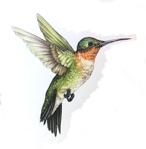 Hummingbird Color Tattoo, Hummingbird Drawing Color, Hummingbirds Drawing, Hummingbird Illustration Drawing, Cute Hummingbird Illustration, Humming Bird Drawing Realistic, Hummingbird Botanical Illustration, Humming Bird And Flower Drawing, Hummingbird Sketch