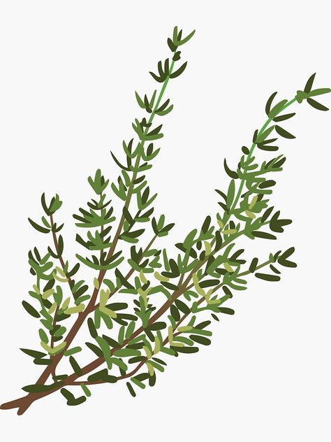 "Thyme Herb" Sticker for Sale by sassypastels Thyme Plant Drawing, Thyme Sketch, Herb Photography, Thyme Herb, Thyme Plant, Thyme Flower, Scrapbook Graphics, Botanical Illustration Vintage, Drawing Prompt