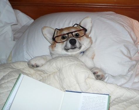 Is this what we look like to them? Corgi Pictures, Dog Facts, Wearing Glasses, Corgi Dog, Welsh Corgi, Baby Dogs, Animals Friends, I Love Dogs, Puppy Love