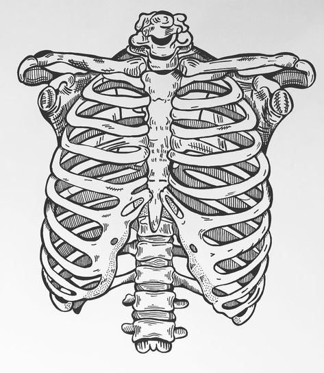 Tattoos Ribcage, Rib Cage Drawing, Ribcage Tattoo, Skeleton Drawings, Skeleton Bones, Art Appliqué, Skeleton Art, Best Tattoo Designs, Black Ink Tattoos