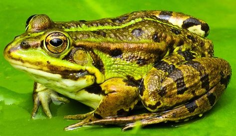 1,000+ Free Toad & Frog Images - Pixabay Types Of Frogs, Frog Facts, Lifecycle Of A Frog, Animal Classification, Frog Pictures, Water Pond, Green Frog, Frog And Toad, Spiritual Meaning