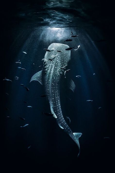 Whale Shark Background, Whale Shark Photography, Whale Shark Aesthetic, Ocean Life Aesthetic, Whale Shark Wallpaper, Shark Photography, Shark Background, Whale Shark Tattoo, Ocean Life Photography