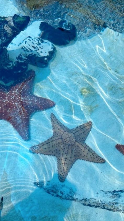 Beautiful Sea Animals, Ocean Creatures Aesthetic, Ocean Fish Aesthetic, Sea Creatures Aesthetic, Sea Animals Aesthetic, Starfish Aesthetic, Ocean Widget, Sea Life Animals, Ocean Theme Party