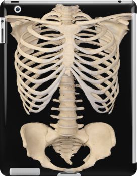 Rib Cage Reference, Bones Human Skeleton, Bones Human, Skeleton Ribs, 1980s Halloween, Human Ribs, Human Rib Cage, Skeleton Fashion, Skeleton Rib Cage