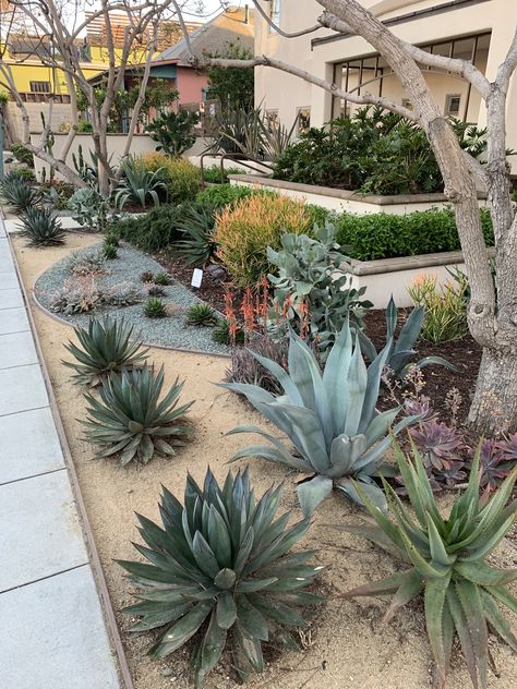 Diy Riverbed Landscaping, Rock And Agave Landscaping, Agave Garden Design Front Yards, Zeroscaping Front Yard Florida, Blue Agave Landscaping, Cactus Landscaping Ideas, Front Yard Landscaping Succulents, Succulent Garden Outdoor Front Yards, Texas Desert Landscaping