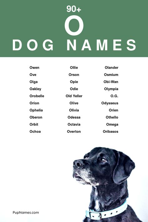 dog names starting with o French Pet Names, French Dog Names, Country Dog Names, Dogs Names List, Black Dog Names, Names Starting With C, Girls Pick, Boy Dog Names, French Dog