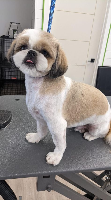 Short Hair Shih Tzu Haircuts, Haircut For Dogs Shih Tzu, Haircut For Shih Tzu Dog Grooming, Short Hair Shih Tzu, Male Shih Tzu Hair Styles, Shitzu Grooming Style, Shih Tzu Shaved, Teddy Bear Dog Haircut Shih Tzu, Short Shih Tzu Haircuts Teddy Bears