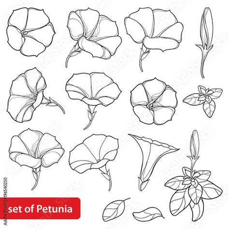 Vector set with outline Petunia flower bunch, leaves and bud in black isolated on white background. Garden ornamental plant in contour style for summer design and coloring book. Stock Vector | Adobe Stock Petunia Flower Painting, Flower Top View Drawing, Petunia Line Drawing, How To Draw Petunia Flowers, Petunia Tattoo Design, Petunia Flower Drawing, Petunia Illustration, Petunia Painting, Petunia Drawing