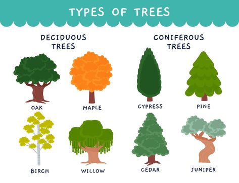 Tree Types, Conifer Forest, Coniferous Trees, Curb Appeal Landscape, Conifer Trees, Interior Design Sketches, Forest Background, Scenery Background, Summer Plants