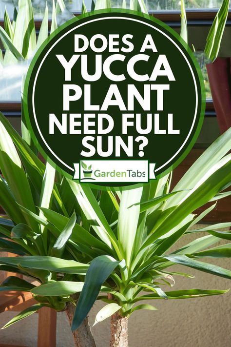 Growing Yucca Plants: Achieving Perfect Sun Exposure Yucca Cane, Yucca Plant Care, Sunny Garden, Container Planting, Yucca Plant, Gardening Gear, Holly Tree, Crabapple Tree, Fiddle Leaf Fig Tree