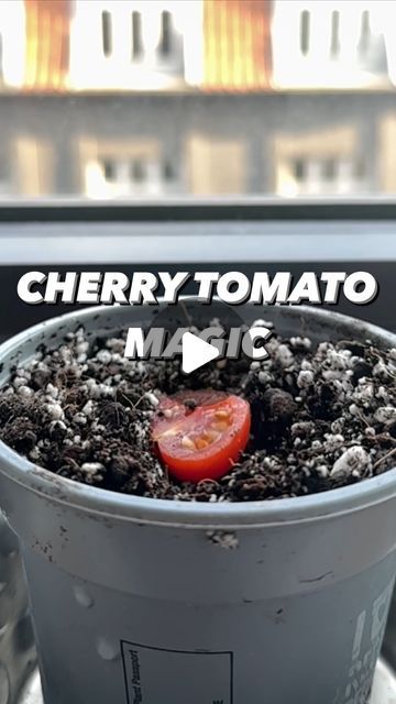 Indoor Tomato Plant, Vegan Gardening, How To Plant Tomatoes, Growing Produce, How To Grow Cherries, Growing Cherry Tomatoes, Creative Explained, How To Grow Tomatoes, Cherry Tomato Plant