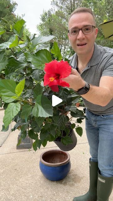 Hibiscus Plant Care Potted, Propagating Hibiscus From Cuttings, Hibiscus Trees In Pots, Hibiscus Planter Ideas, Hibiscus In Pots, Hibiscus Tree Care, Hibiscus Fertilizer, Hibiscus Bush, Hibiscus Garden