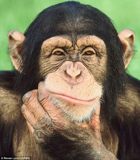 The average 'expert', it turns out, isabout as good at predicting what the future holds as... Monkey Pictures, Great Ape, A Monkey, Monkeys Funny, Primates, Animal Planet, Funny Animal Pictures, 귀여운 동물, Beautiful Creatures