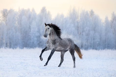 The Andalusian horse is a versatile and athletic breed of Spanish origin. Learn about its appearance, behavior, history, and care. Horse Age, Buy A Horse, Horse Breeder, Horse Posters, Cold Weather Outfit, Horse Wallpaper, Andalusian Horse, Most Beautiful Horses, Grey Horse