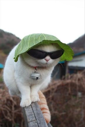 “I’m working on being more mysterious. I hear boys like that.” | 24 Cats That Are So Single Right Now Psy I Szczenięta, Funny Animal Photos, Wearing Sunglasses, Cat Quotes, Cat Aesthetic, Cute Animal Photos, Animal Jokes, Animal Quotes