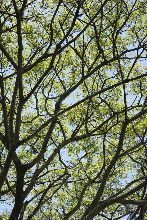 Tree branches with leaves and sky. Close-up of tree branches with green leaves a , #AFF, #leaves, #sky, #Tree, #branches, #green #ad Tree Branches Wallpaper, Tree Branches Aesthetic, Tree Close Up, Branches Reference, Branches Aesthetic, Tree Branches Photography, Branching Out, Tree Leaves Photography, Tree Branch Photography