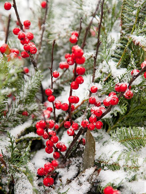 Winterberry or deciduous holly punctuates winter with its showy berry display that draws the eye, no matter where it sits in the landscape. Unlike the evergreen holly that boasts the glossy green foliage and bright red berries, winterberry sheds its leaves each autumn. Hydrangea Pruning, Winter Window Boxes, Colorful Shrubs, Winter Shrubs, Hydrangea White, Twig Dogwood, Hydrangea Blue, Winter Gardening, Gardens Ideas