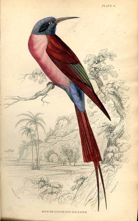 Vintage bird illustration Audubon Prints, Vintage Bird Illustration, Science Illustration, Vintage Drawing, Vintage Bird, Art Japonais, Scientific Illustration, A4 Poster, Bird Pictures