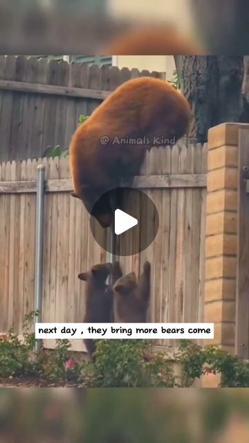 Very Funny Animal Memes, Funny Zoo Animals, Funny Animal Videos Can't Stop Laughing Hilarious, Animal Funny Videos, Funny Animal Videos Can't Stop Laughing, Baby Animals Adorable, Funny Videos Animals, Animal Memes Funny, Animal Videos Funny