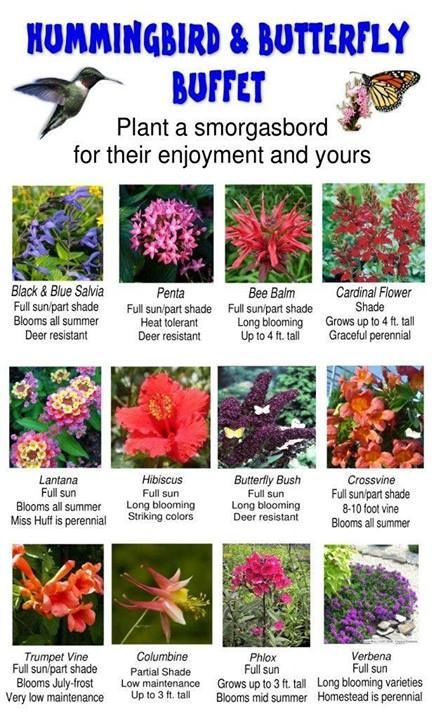 Butterfly Host Plants, Flower Garden Bed Ideas, Hummingbird Garden Ideas, Thrill Fill Spill Combinations, Flowers For Hummingbirds, Butterfly Brunch, Small Flower Garden Ideas, Medicinal Gardening, Butterfly Farm