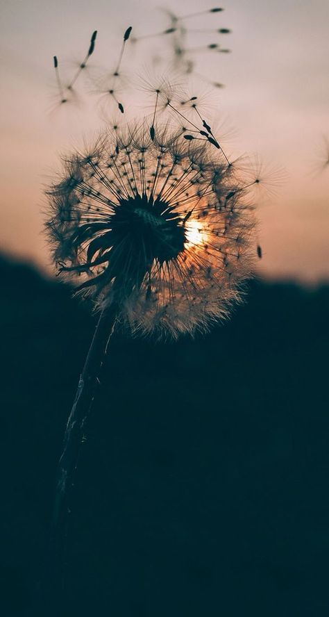 Dandelion Wallpaper, Fotografi Urban, Couple Drawing, A Dandelion, Belle Nature, Drawing Faces, Widescreen Wallpaper, Foto Tips, Wallpaper Vintage