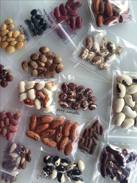 rare bean swap, How to Get Started Collecting & Growing Rare and Heirloom Seeds - How to Grow Rare Seeds | Whole-Fed Homestead Heirloom Garden, Saving Seeds, Seed Storage, Starting Seeds, Homestead Gardens, Seed Collection, Rare Seeds, Bean Seeds, Seed Bank