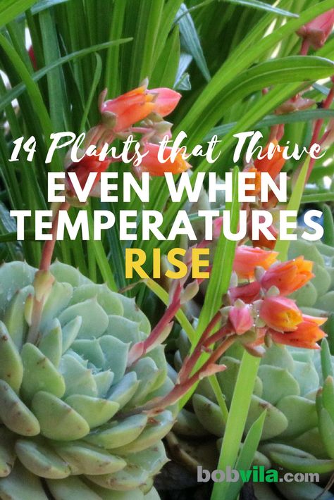 Check out these 14 plants that don't mind the heat and sun. Heat Tolerant Plants, Landscape Curbing, Fragrant Garden, Easy Landscaping, Best Plants, Yard Design, Garden Of Eden, Perennial Garden, Extreme Heat