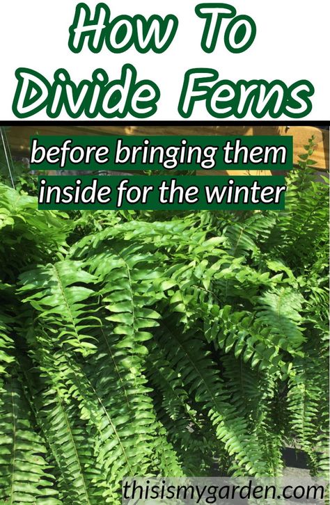 Bringing Boston Ferns Inside, How To Save Ferns Through The Winter, Fern Plants Indoor, Fern Indoor Plant Decor, Wintering Plants Indoors, Saving Ferns Over Winter, Repotting Ferns Boston, How To Transplant Ferns, How To Winter Over Boston Ferns